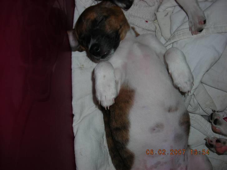 Dansk svensk gaardhund Charlie 17-12-2006 billede 11