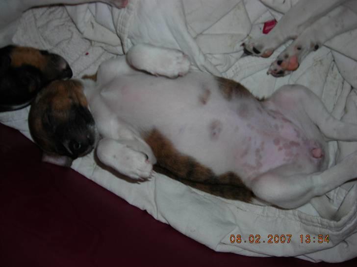 Dansk svensk gaardhund Charlie 17-12-2006 billede 12