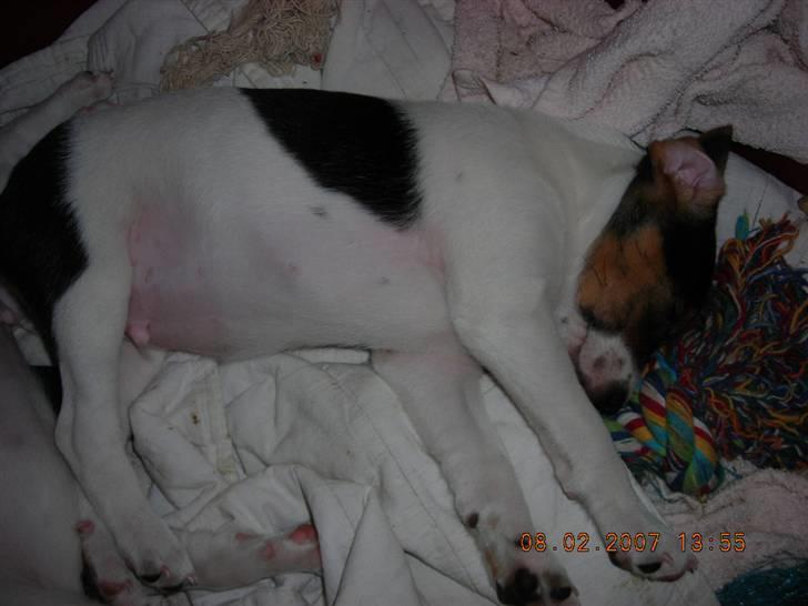 Dansk svensk gaardhund Charlie 17-12-2006 billede 13