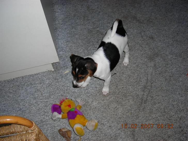 Dansk svensk gaardhund Charlie 17-12-2006 billede 14