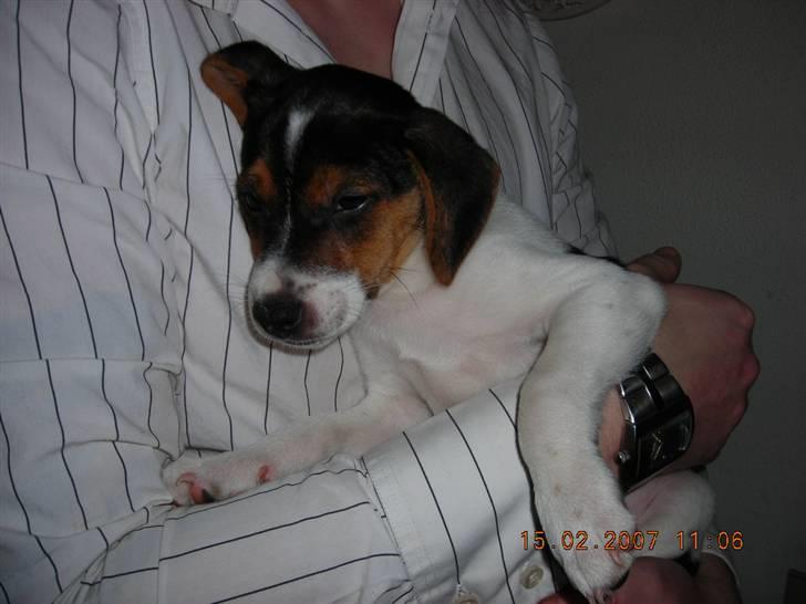 Dansk svensk gaardhund Charlie 17-12-2006 billede 15