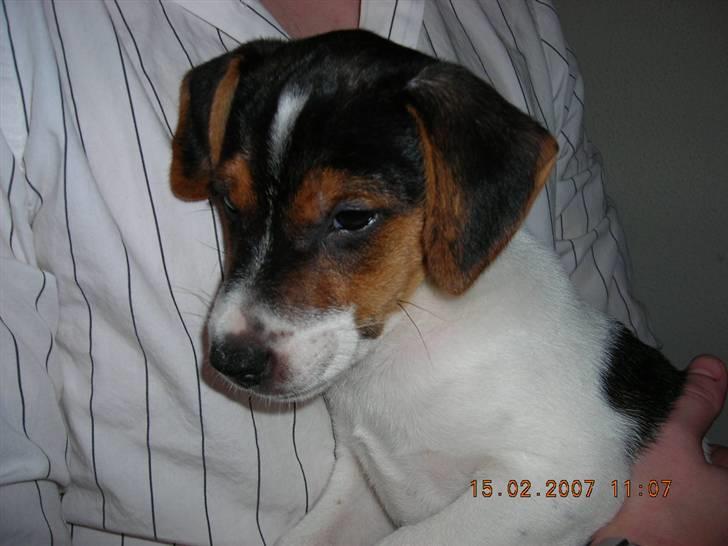 Dansk svensk gaardhund Charlie 17-12-2006 billede 16