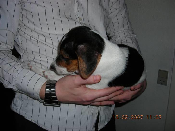 Dansk svensk gaardhund Charlie 17-12-2006 billede 17