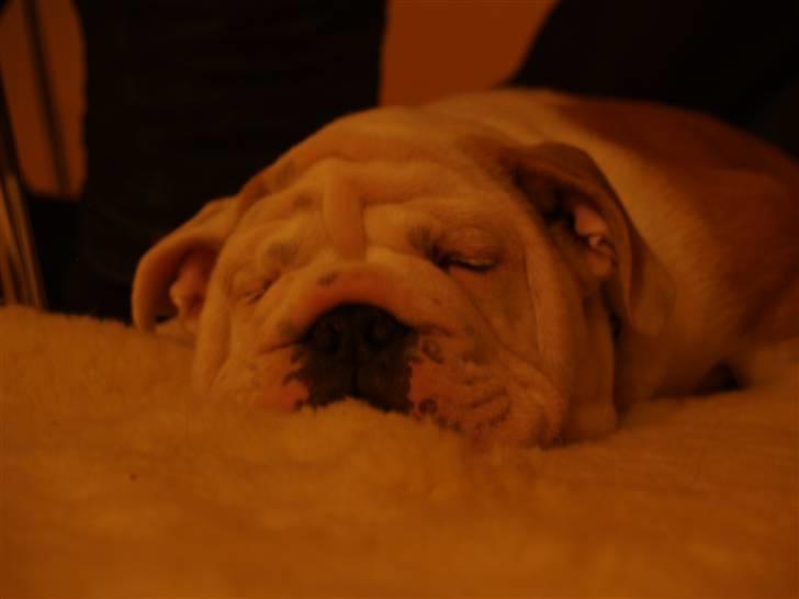 Engelsk bulldog Robert billede 5