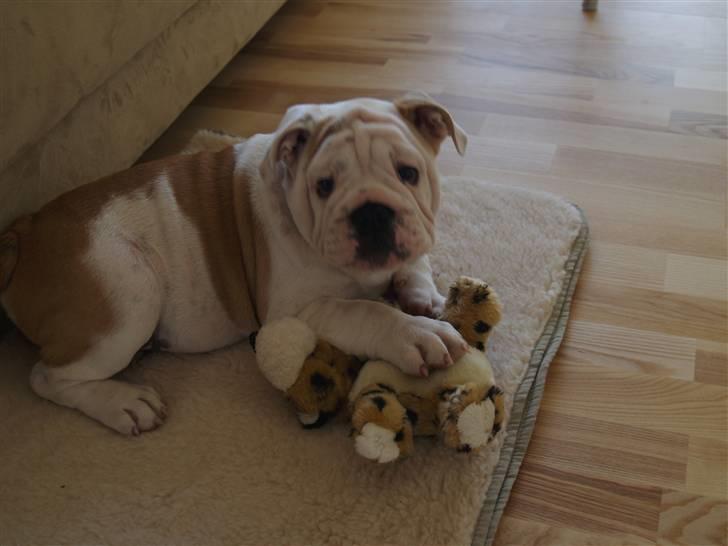 Engelsk bulldog Robert billede 6