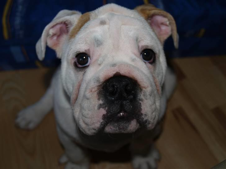 Engelsk bulldog Robert billede 7