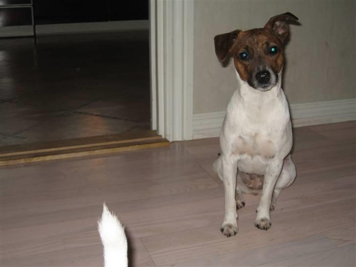 Dansk svensk gaardhund Alfa 04-09-2005 billede 11