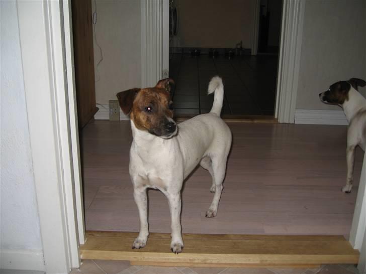 Dansk svensk gaardhund Alfa 04-09-2005 billede 12