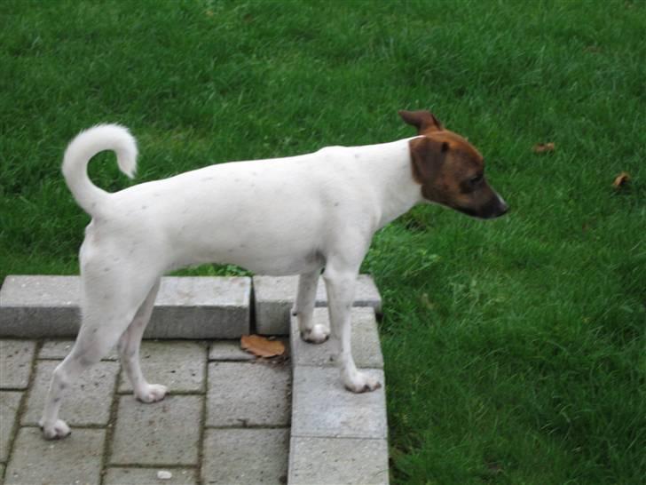 Dansk svensk gaardhund Alfa 04-09-2005 billede 13