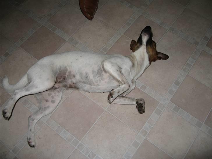 Dansk svensk gaardhund Alfa 04-09-2005 billede 14