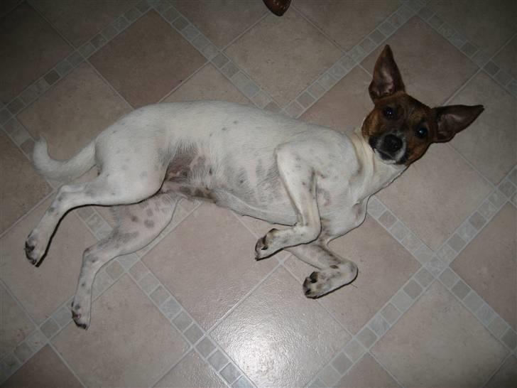 Dansk svensk gaardhund Alfa 04-09-2005 billede 15