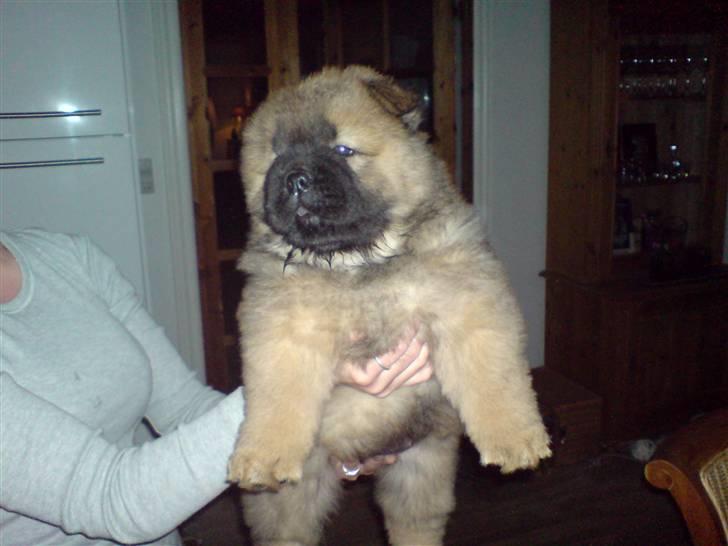Chow chow Cleo billede 1