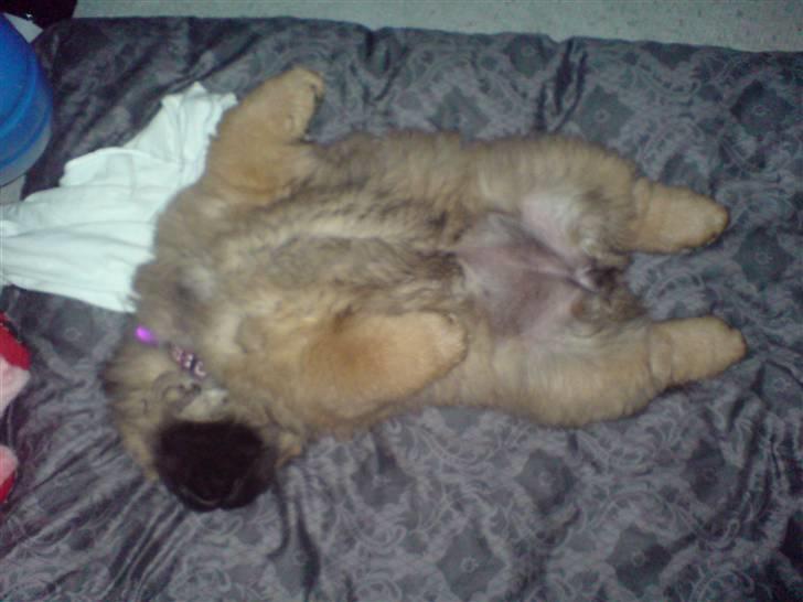 Chow chow Cleo billede 2