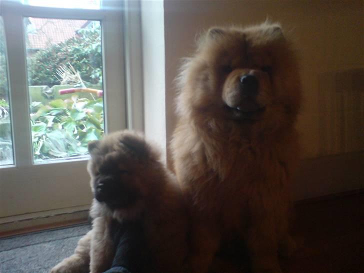 Chow chow Cleo billede 3