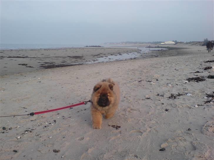 Chow chow Cleo billede 4