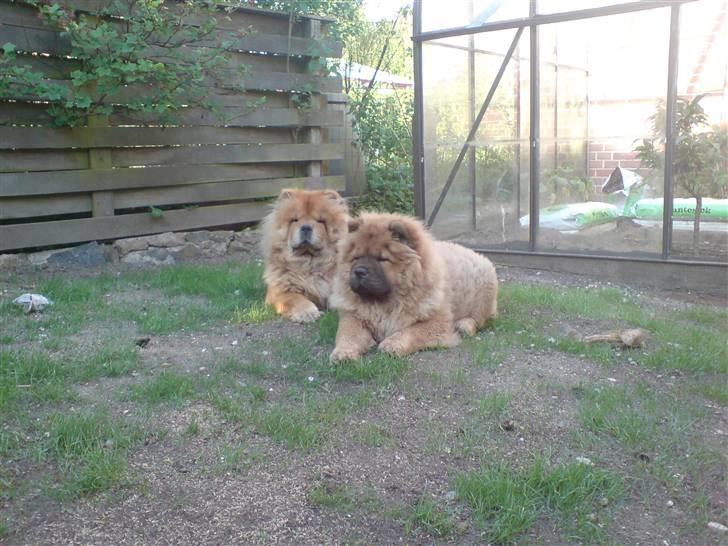 Chow chow Cleo billede 5