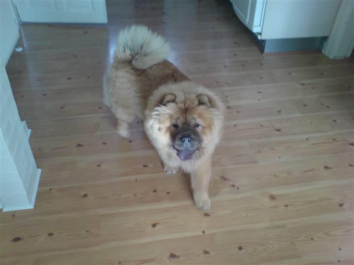 Chow chow Cleo billede 6