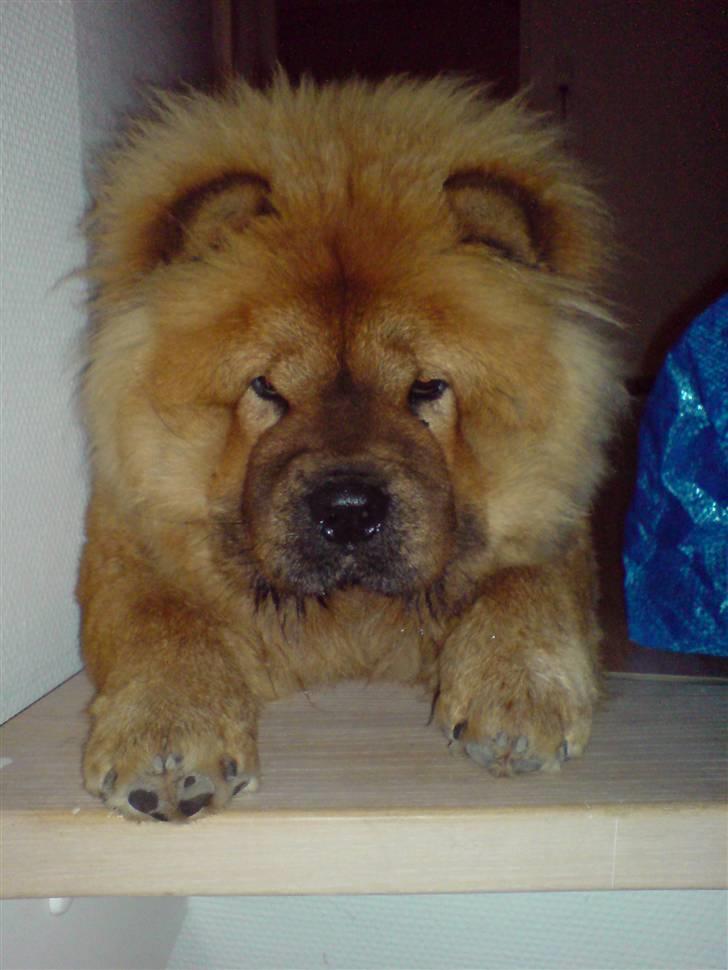Chow chow Cleo billede 7