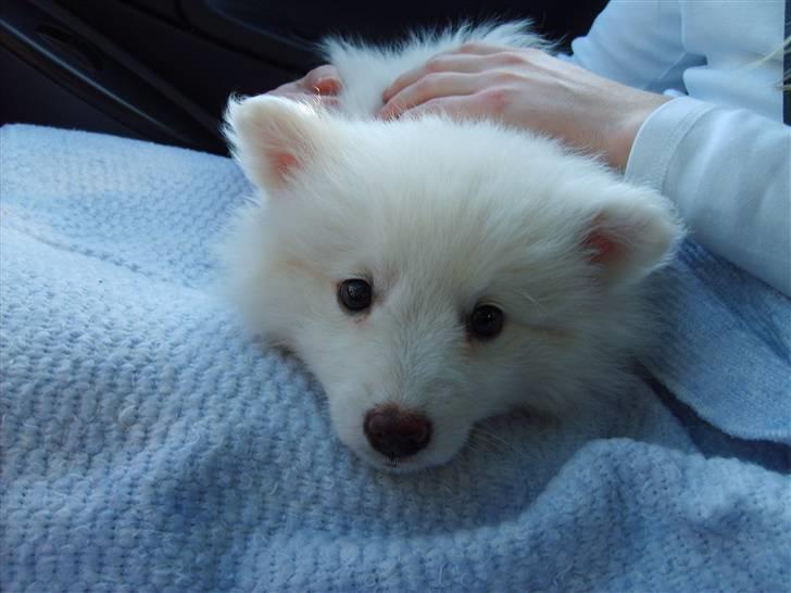 Japansk spids Balou - På vej hjem fra Ribe. 8 uger gammel billede 6