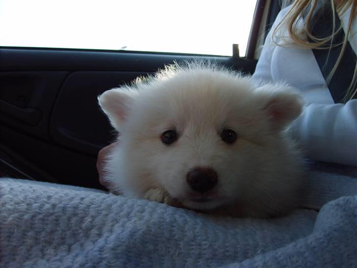 Japansk spids Balou - På vej hjem fra Ribe. 8 uger gammel  billede 7