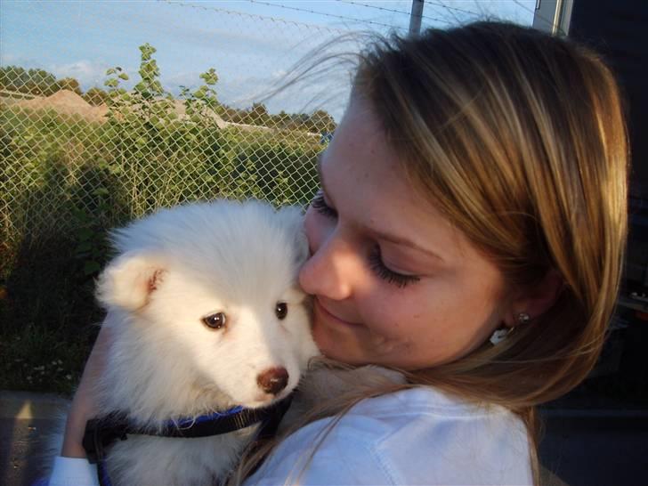 Japansk spids Balou - Skulle lige luftes lidt undervejs. 8 uger gammel billede 8