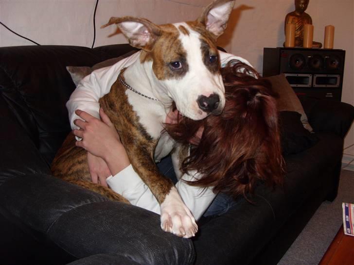 Amerikansk staffordshire terrier Ticka billede 11