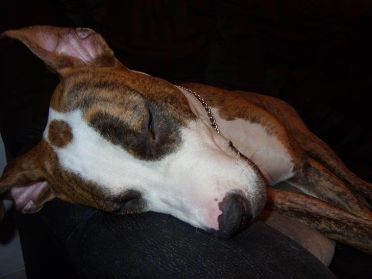 Amerikansk staffordshire terrier Ticka billede 12