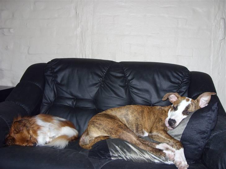 Amerikansk staffordshire terrier Ticka billede 13