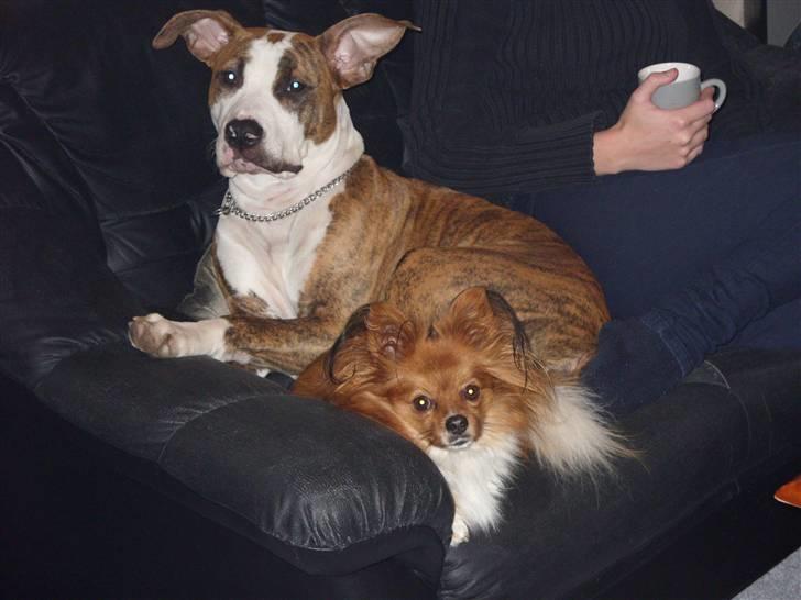 Amerikansk staffordshire terrier Ticka billede 14