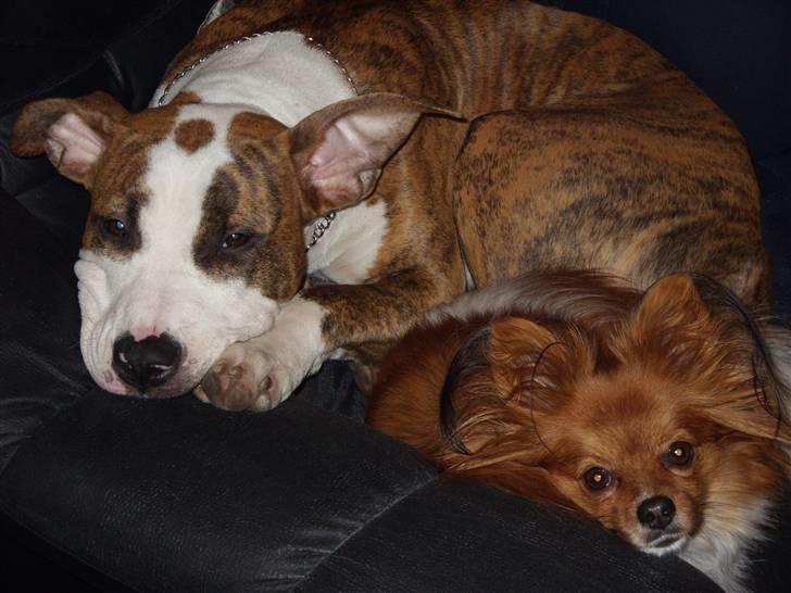 Amerikansk staffordshire terrier Ticka billede 15