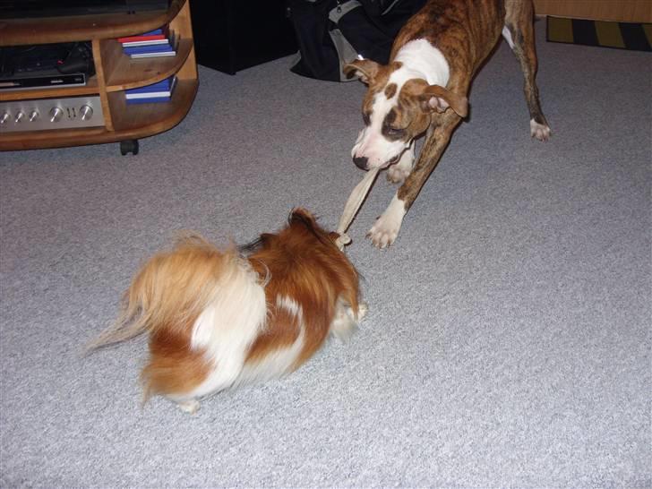 Amerikansk staffordshire terrier Ticka billede 16