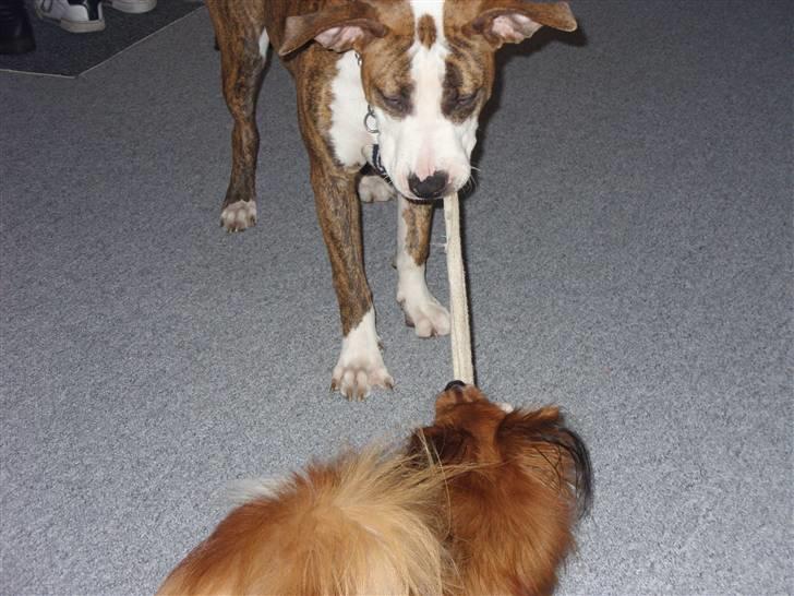 Amerikansk staffordshire terrier Ticka billede 17