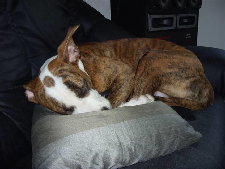 Amerikansk staffordshire terrier Ticka billede 18