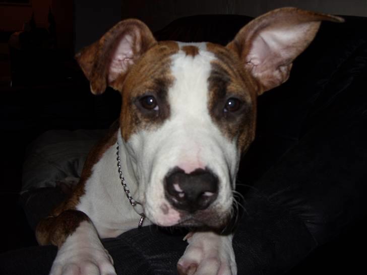 Amerikansk staffordshire terrier Ticka billede 19