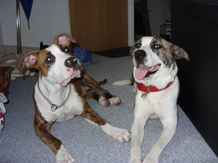 Amerikansk staffordshire terrier Ticka billede 20