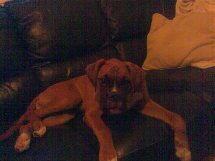 Boxer FREY billede 8