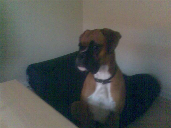 Boxer FREY billede 9