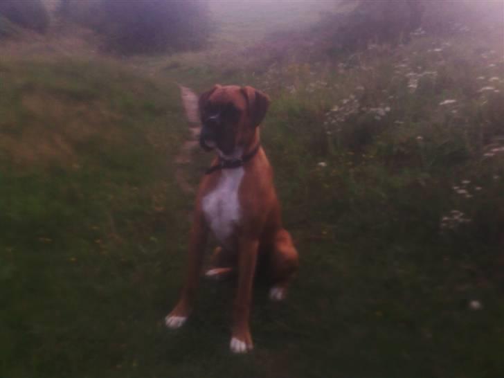Boxer FREY billede 10
