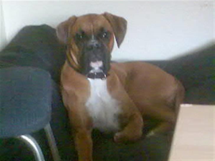 Boxer FREY billede 11