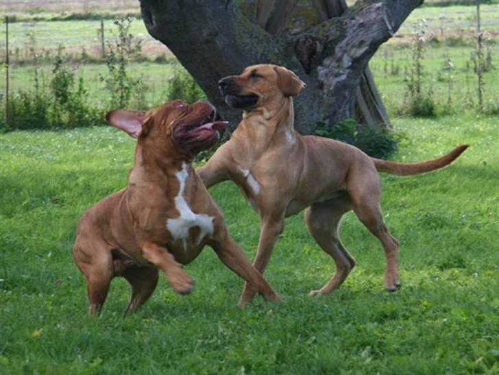 Dogue de bordeaux Caramon. - caramon leger med hans veninde. billede 6