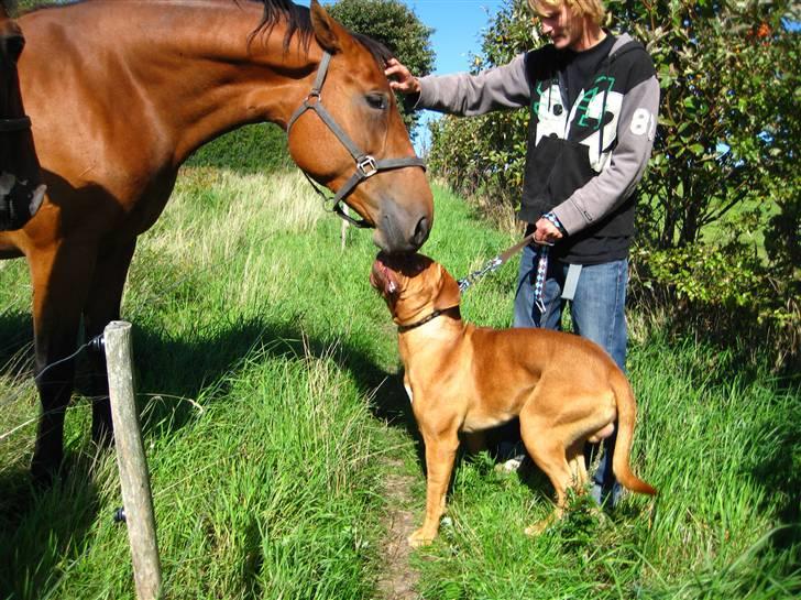 Dogue de bordeaux Caramon. - caramon hilser lige på en stor hest. (ingen respekt for stød hegn) billede 7