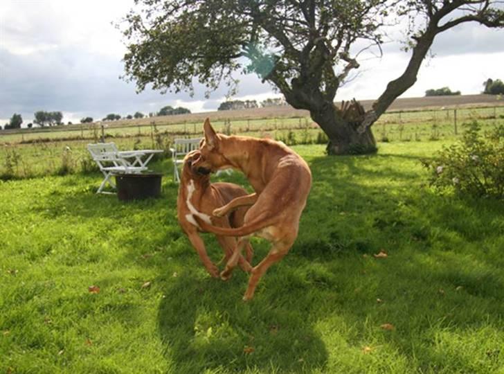 Dogue de bordeaux Caramon. - caramon og tanne i fuld leg. (broholmer) billede 8