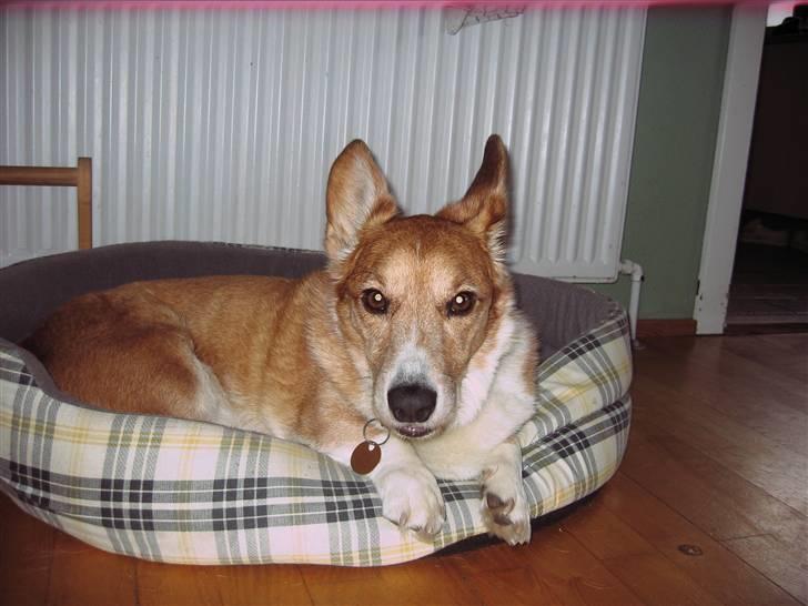 Welsh corgi cardigan Frederik † 17/12-2008 f. - frederik!!! billede 15
