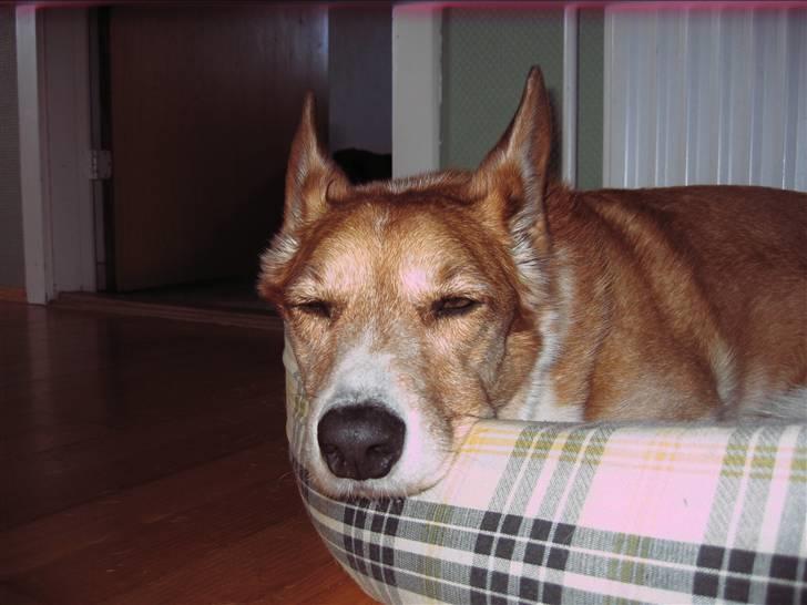 Welsh corgi cardigan Frederik † 17/12-2008 f. - ZzzZZzzzzZ............. billede 16