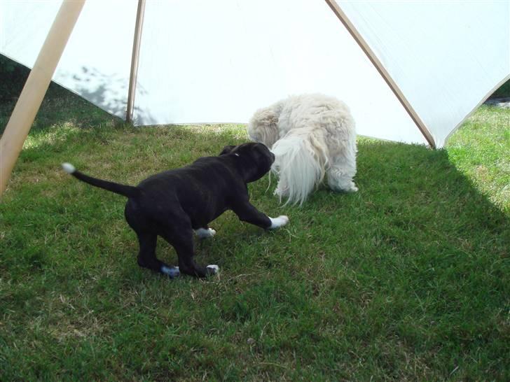 Staffordshire bull terrier Chili - hiver lige Boble i halen, også sir han ikke engang noget til det billede 6
