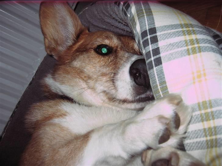 Welsh corgi cardigan Frederik † 17/12-2008 f. - Nårh! billede 17