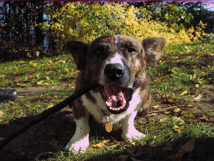 Welsh corgi cardigan Hugo - Hugo er ved at spise en pind;) billede 13