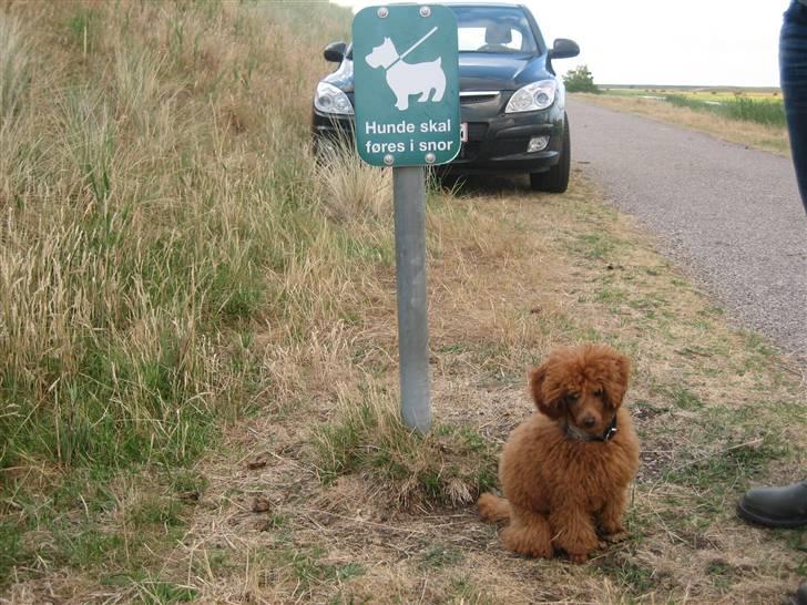 Dværgpuddel Sif  "Siffimus" - Ups.. ska man ha snor på... billede 6