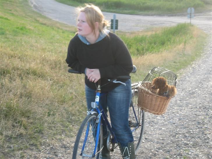 Dværgpuddel Sif  "Siffimus" - Ude at cykle med mor Karina billede 7