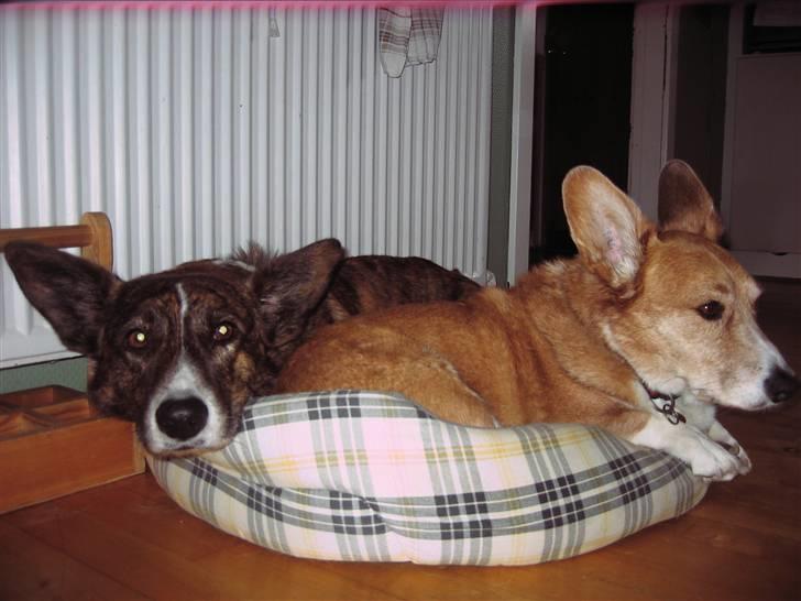 Welsh corgi cardigan Hugo - Hugo og Frederik!! billede 14